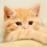 Котик Толстой